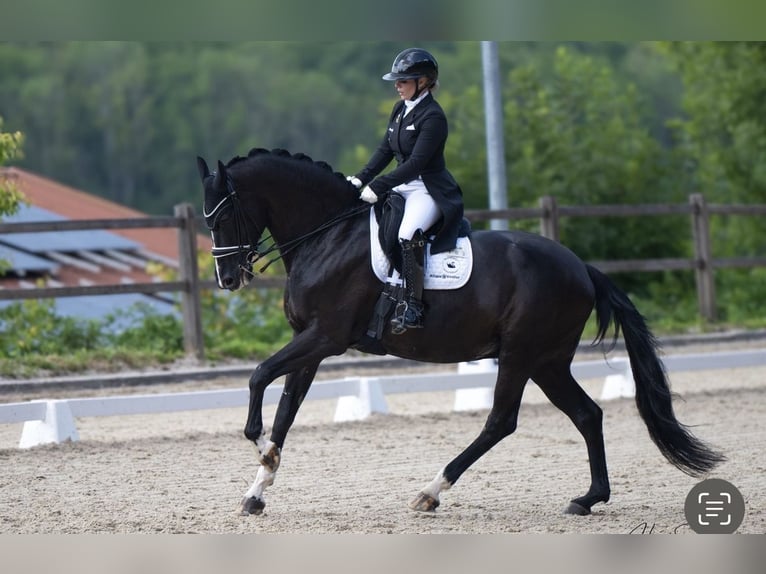 Koń meklemburski Klacz 14 lat 180 cm Kara in Zweibrücken