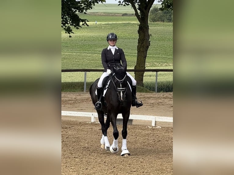 Koń meklemburski Klacz 14 lat 180 cm Kara in Zweibrücken