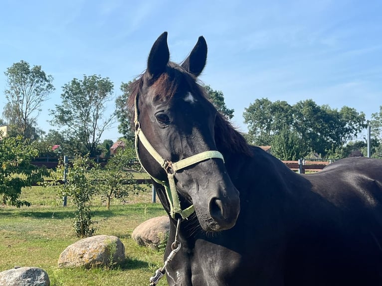 Koń meklemburski Klacz 15 lat 167 cm Skarogniada in Polzow