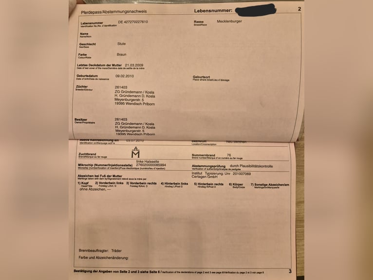 Koń meklemburski Klacz 15 lat 168 cm Gniada in Zerpenschleuse