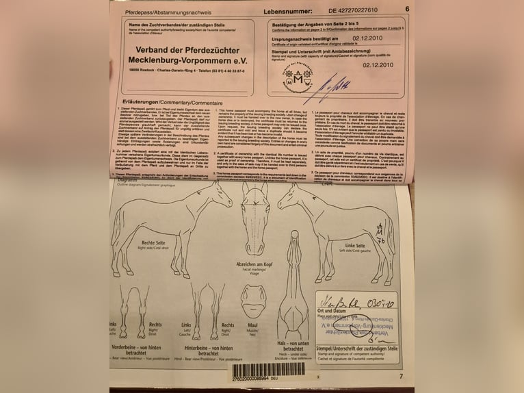 Koń meklemburski Klacz 15 lat 168 cm Gniada in Zerpenschleuse