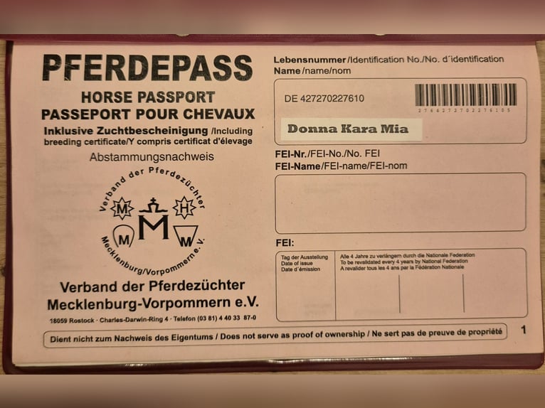 Koń meklemburski Klacz 15 lat 168 cm Gniada in Zerpenschleuse