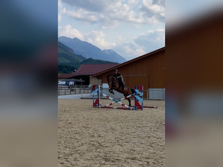 Koń meklemburski Klacz 15 lat Gniada in Ohlstadt