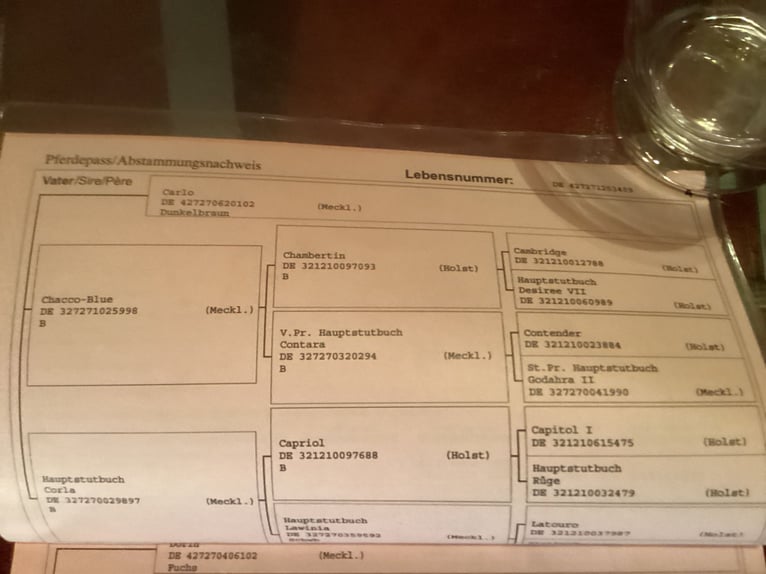 Koń meklemburski Klacz 16 lat 164 cm in Stetten am kalten Markt