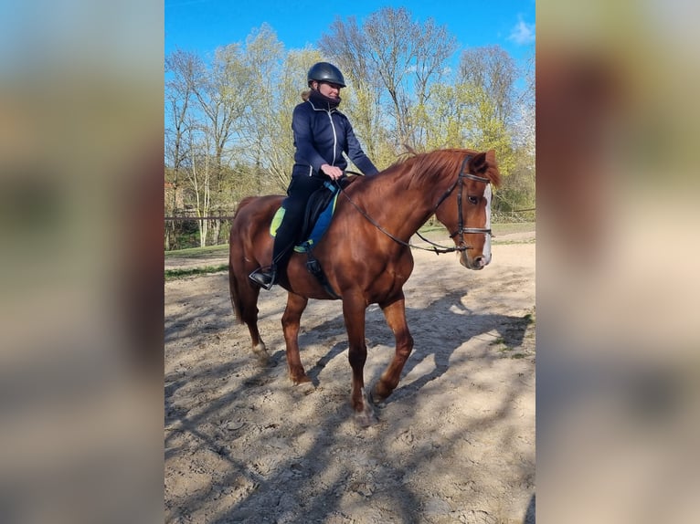 Koń meklemburski Klacz 16 lat 175 cm Kasztanowata in Schönberg