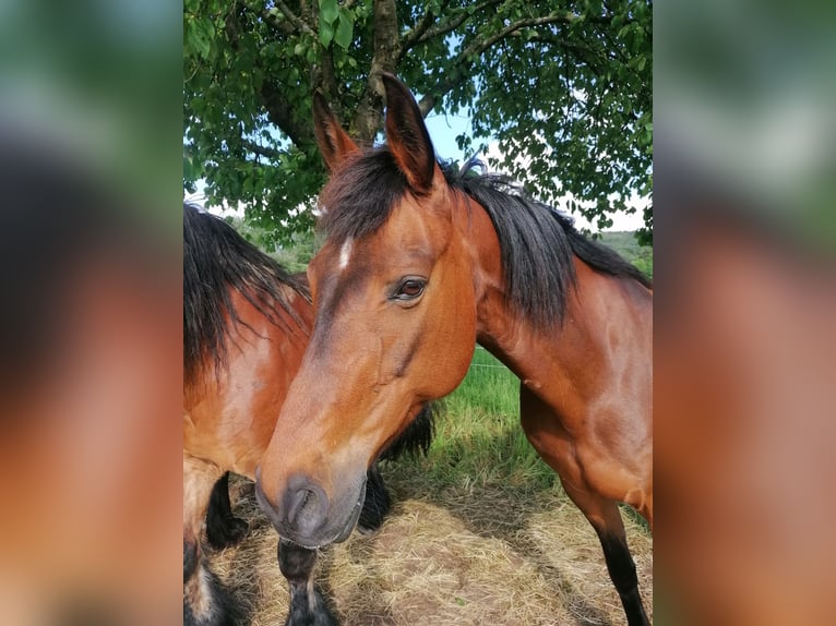 Koń meklemburski Klacz 17 lat 165 cm Gniada in Linsengericht