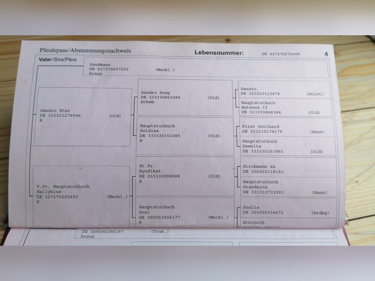 Koń meklemburski Klacz 17 lat 165 cm Gniada in Linsengericht