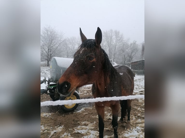 Koń meklemburski Klacz 17 lat 165 cm Gniada in Linsengericht