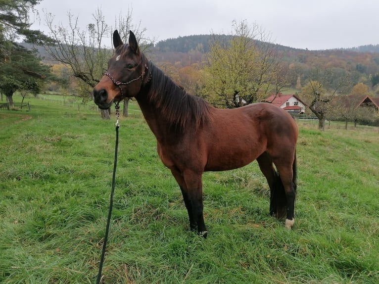 Koń meklemburski Klacz 17 lat 165 cm Gniada in Linsengericht