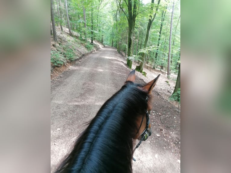 Koń meklemburski Klacz 17 lat 165 cm Gniada in Linsengericht