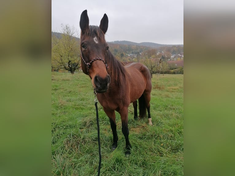 Koń meklemburski Klacz 17 lat 165 cm Gniada in Linsengericht