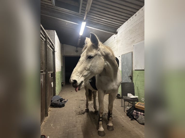 Koń meklemburski Klacz 18 lat 168 cm Siwa in Genthin