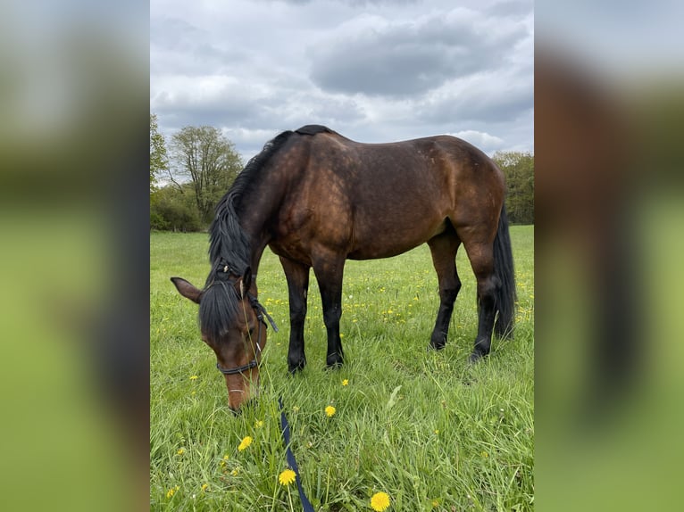 Koń meklemburski Klacz 19 lat 163 cm Gniada in Wilhermsdorf