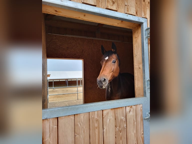 Koń meklemburski Klacz 19 lat 163 cm Gniada in Wilhermsdorf