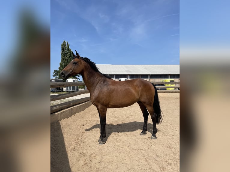 Koń meklemburski Klacz 19 lat 163 cm Gniada in Wilhermsdorf