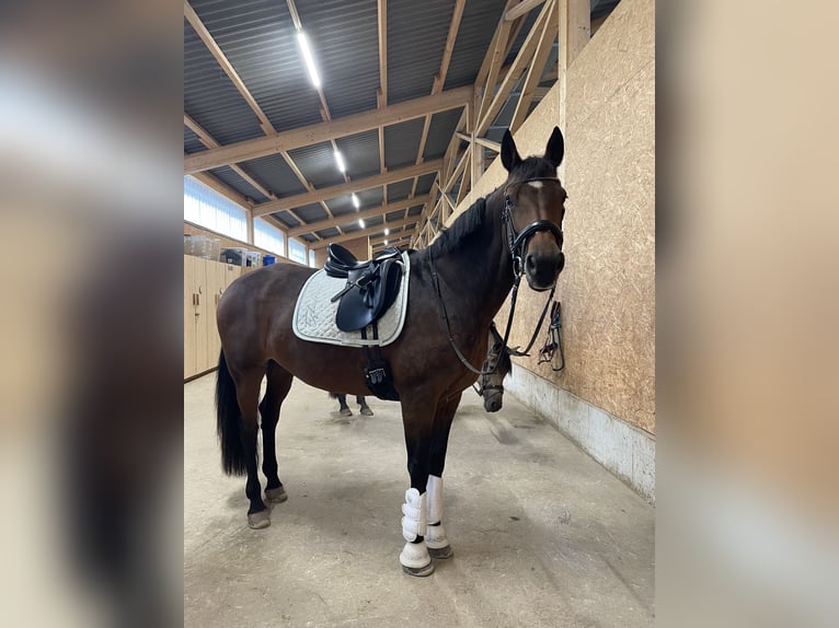 Koń meklemburski Klacz 19 lat 163 cm Gniada in Wilhermsdorf