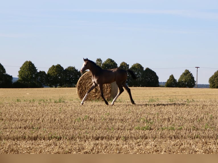 Koń meklemburski Klacz 1 Rok 165 cm Siwa in Bützow