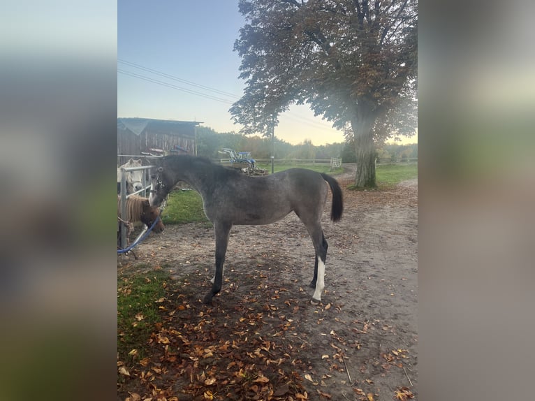 Koń meklemburski Klacz 1 Rok 165 cm Siwa in Bützow