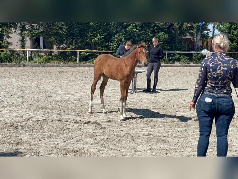 Koń meklemburski Klacz 1 Rok 168 cm Ciemnogniada in Saßen-Trantow