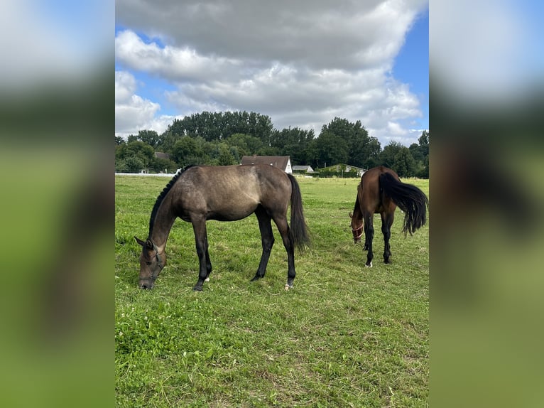 Koń meklemburski Klacz 1 Rok 168 cm Siwa in Papenhagen