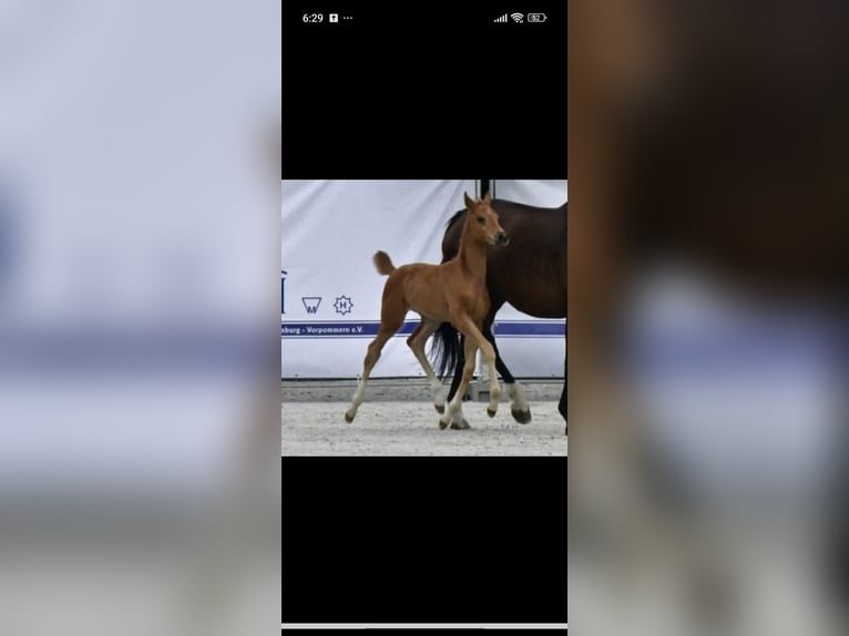 Koń meklemburski Klacz 1 Rok 170 cm Ciemnokasztanowata in Langsdorf