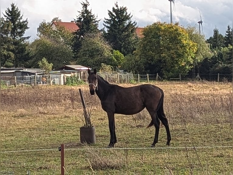 Koń meklemburski Klacz 1 Rok 170 cm Gniada in Neverin