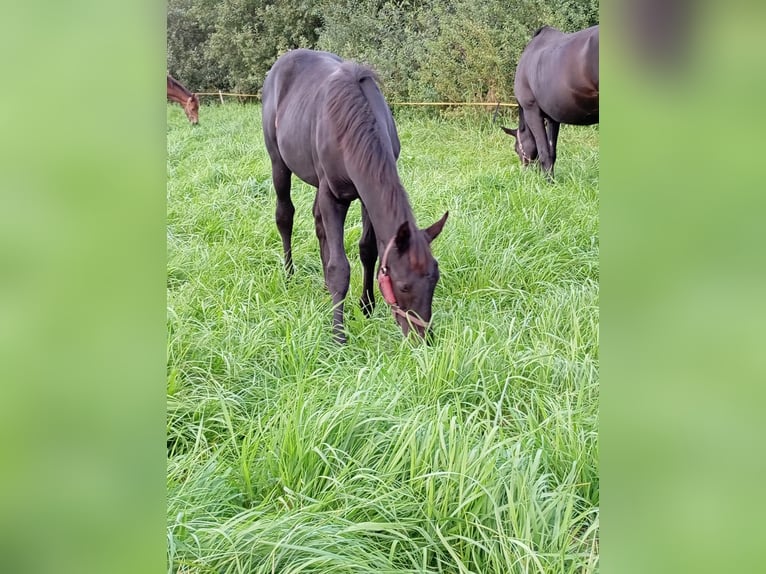 Koń meklemburski Klacz 1 Rok Kara in Eixen