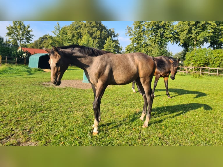 Koń meklemburski Klacz 1 Rok Siwa in Kartlow