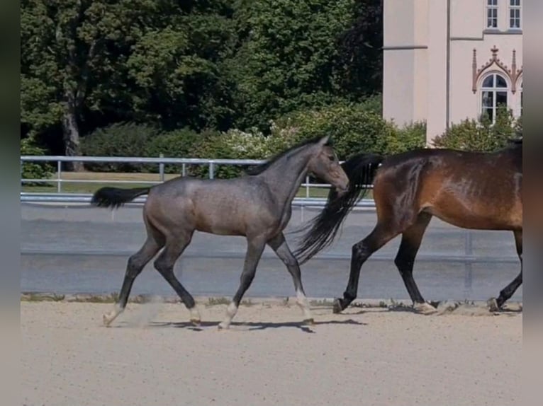 Koń meklemburski Klacz 1 Rok Siwa in Kartlow