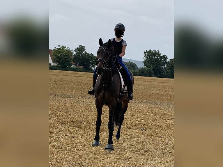 Koń meklemburski Klacz 20 lat 164 cm Ciemnogniada in Kirchlengern