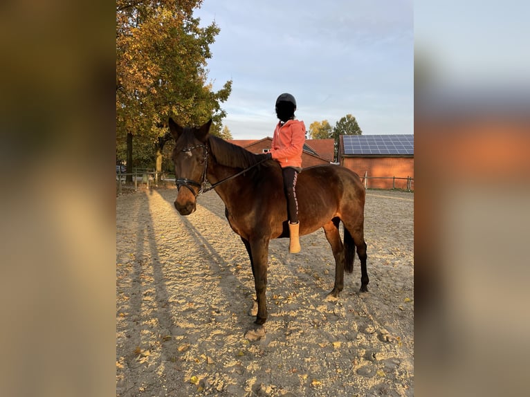 Koń meklemburski Klacz 20 lat 164 cm Ciemnogniada in Kirchlengern