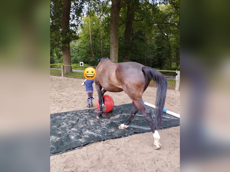 Koń meklemburski Klacz 20 lat 165 cm Ciemnogniada in Emmerich