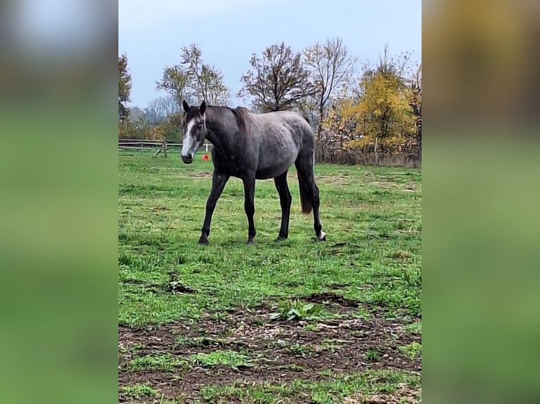 Koń meklemburski Klacz 2 lat 164 cm Może być siwy in Bresegard