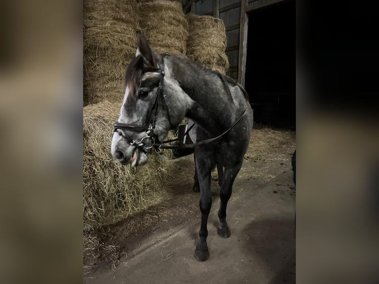 Koń meklemburski Klacz 2 lat 164 cm Może być siwy in Bresegard