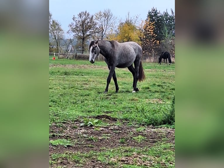 Koń meklemburski Klacz 2 lat 164 cm Może być siwy in Bresegard