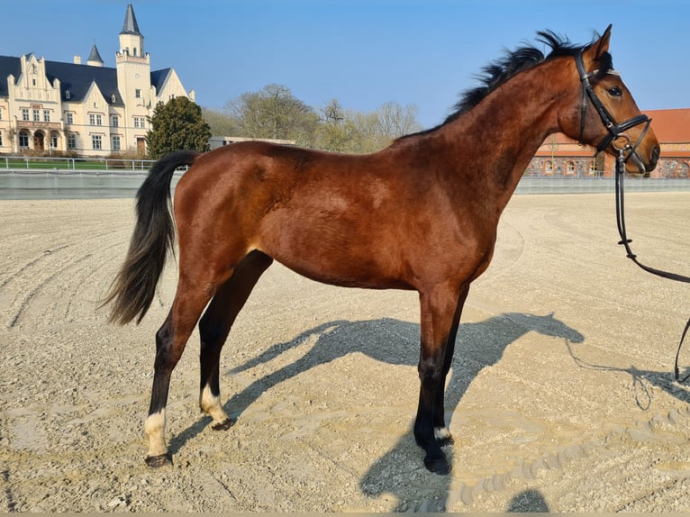 Koń meklemburski Klacz 2 lat 165 cm Gniada in Kartlow