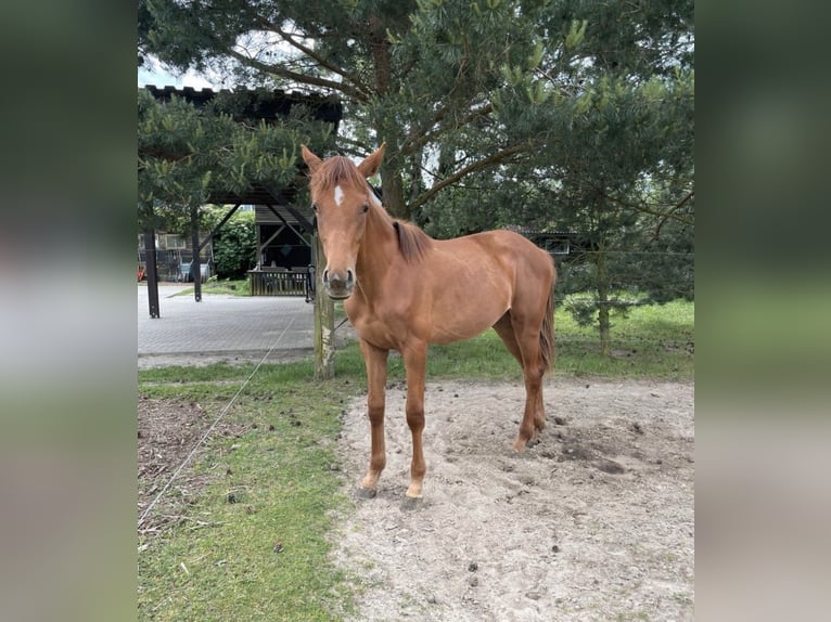 Koń meklemburski Klacz 2 lat 168 cm Kasztanowata in Oberkrämer