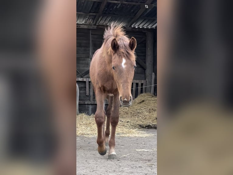 Koń meklemburski Klacz 2 lat 168 cm Kasztanowata in Oberkrämer