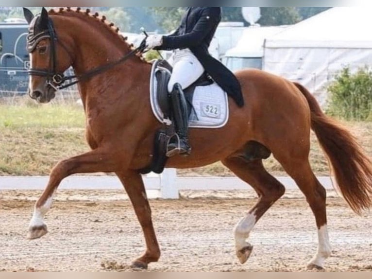 Koń meklemburski Klacz 2 lat 168 cm Kasztanowata in Oberkrämer