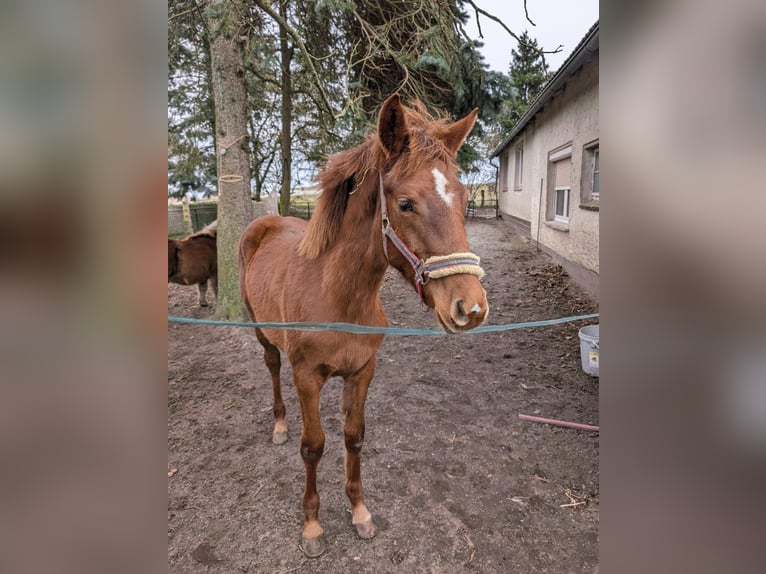 Koń meklemburski Klacz 2 lat 168 cm Kasztanowata in Oberkrämer