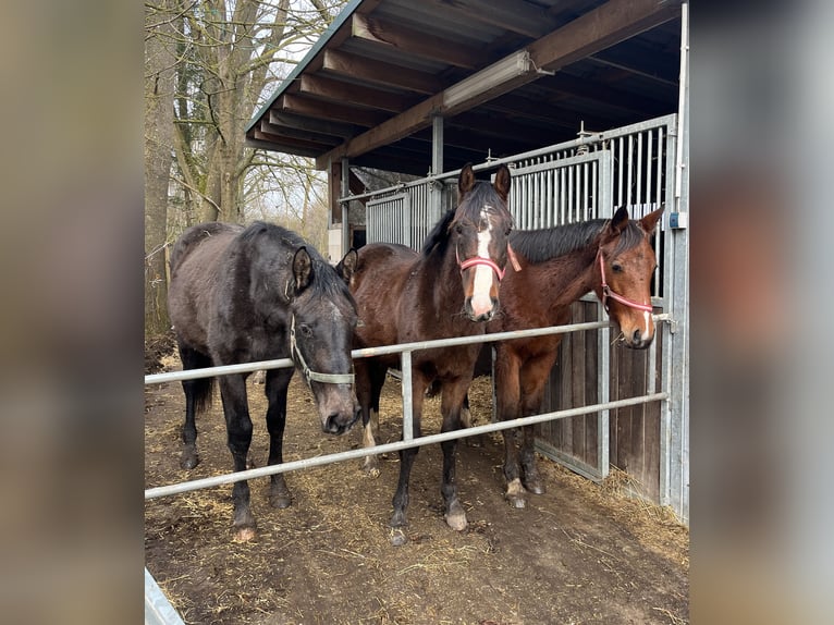 Koń meklemburski Klacz 2 lat 168 cm Siwa in Papenhagen