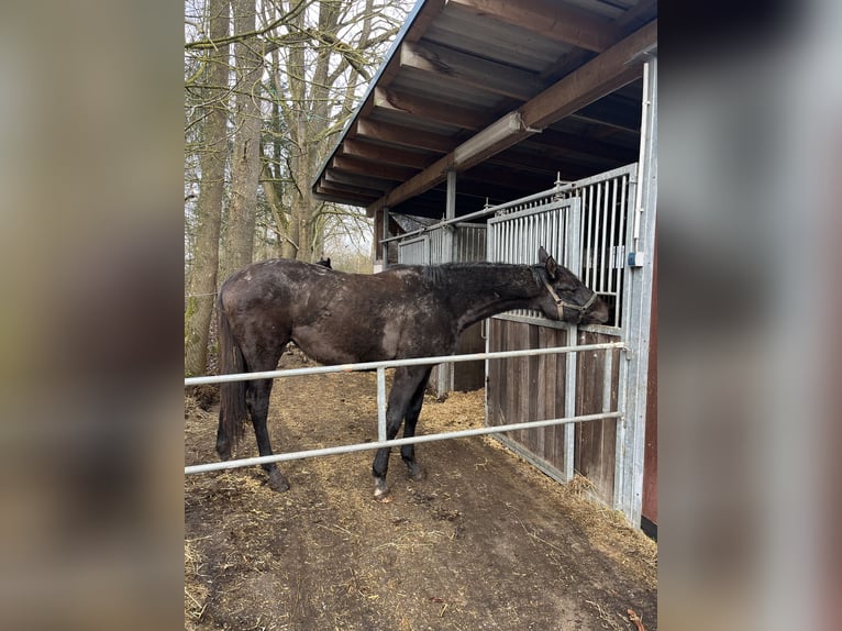 Koń meklemburski Klacz 2 lat 168 cm Siwa in Papenhagen