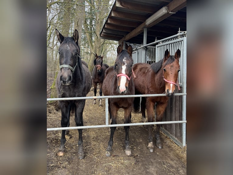 Koń meklemburski Klacz 2 lat 168 cm Siwa in Papenhagen