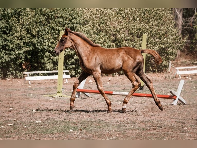 Koń meklemburski Klacz 2 lat 170 cm Może być siwy in Bresegard bei Picher