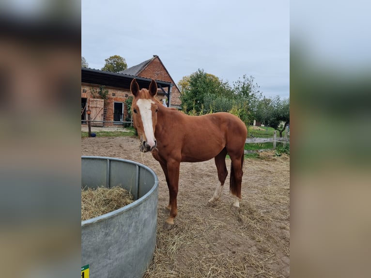 Koń meklemburski Klacz 3 lat 165 cm Kasztanowata in Mirow