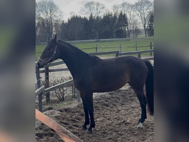 Koń meklemburski Klacz 3 lat 166 cm Gniada in Farven