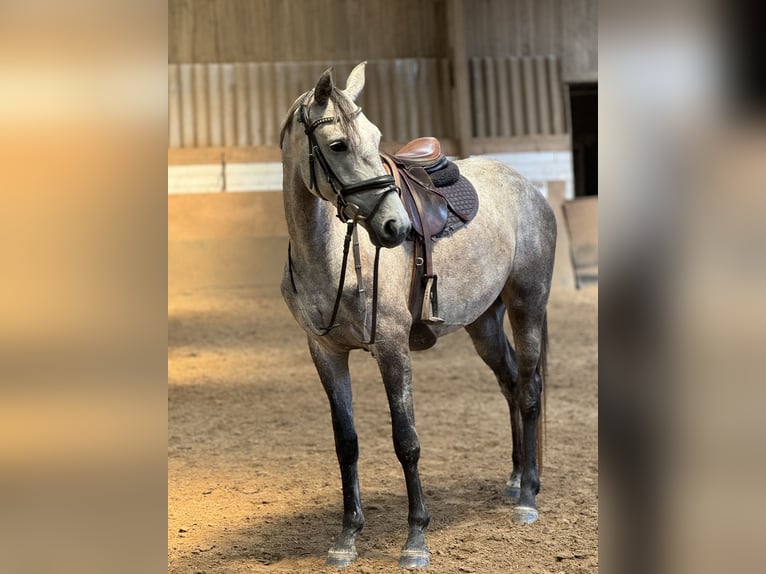 Koń meklemburski Klacz 4 lat 160 cm Siwa jabłkowita in Düsseldorf