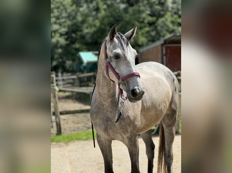 Koń meklemburski Klacz 4 lat 160 cm Siwa jabłkowita in Düsseldorf