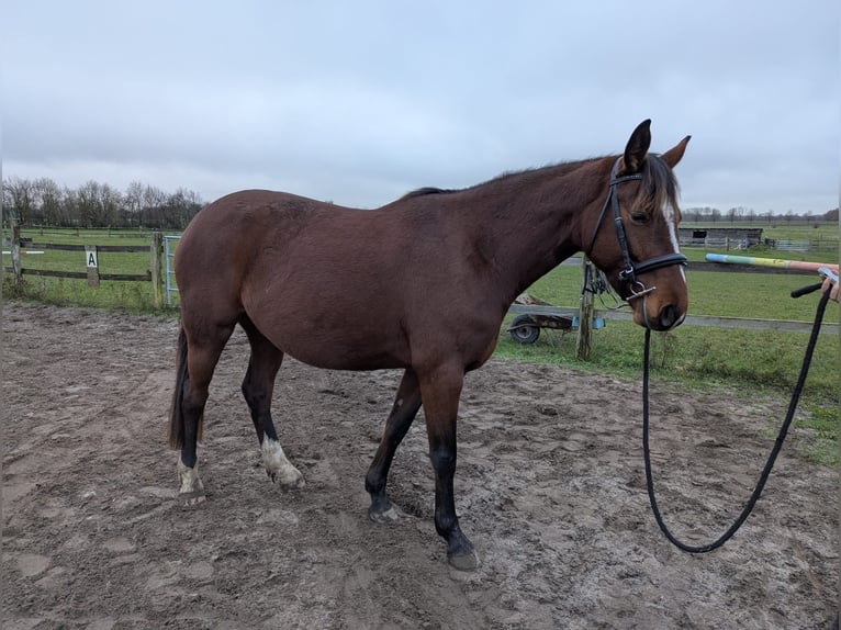 Koń meklemburski Klacz 4 lat 163 cm Gniada in Dalberg