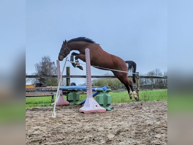 Koń meklemburski Klacz 4 lat 163 cm Gniada in Dalberg